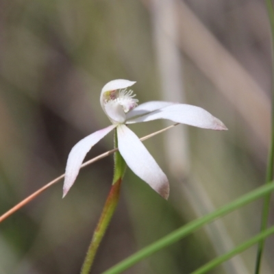 Caladenia ustulata (Brown Caps) at Block 402 - 17 Oct 2021 by LisaH