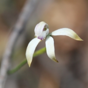 Caladenia ustulata at Stromlo, ACT - 17 Oct 2021