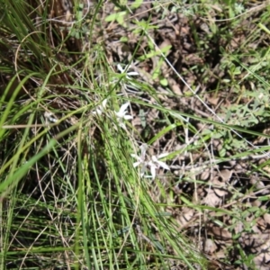 Caladenia ustulata at Stromlo, ACT - 17 Oct 2021