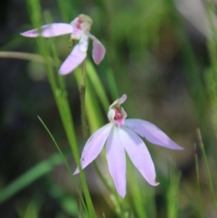 Caladenia carnea (Pink Fingers) at Block 402 - 17 Oct 2021 by LisaH