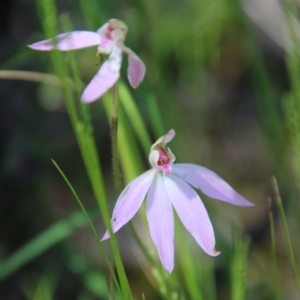 Caladenia carnea at Stromlo, ACT - 17 Oct 2021