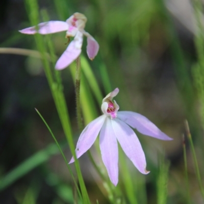 Caladenia carnea (Pink Fingers) at Stromlo, ACT - 17 Oct 2021 by LisaH