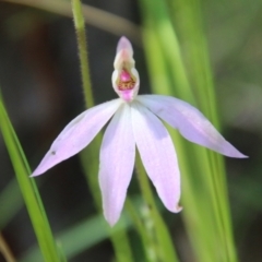 Caladenia carnea at Stromlo, ACT - 17 Oct 2021