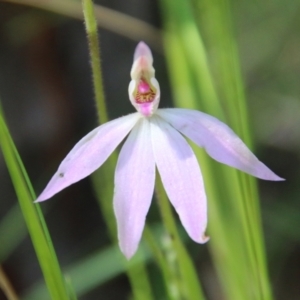 Caladenia carnea at Stromlo, ACT - 17 Oct 2021