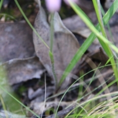 Caladenia carnea at Stromlo, ACT - 17 Oct 2021