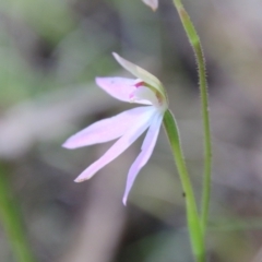 Caladenia carnea at Stromlo, ACT - 17 Oct 2021