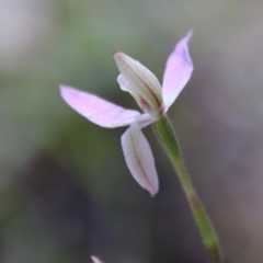 Caladenia carnea at Stromlo, ACT - 17 Oct 2021