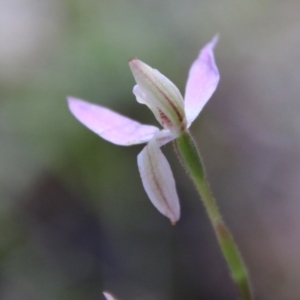 Caladenia carnea at Stromlo, ACT - 17 Oct 2021