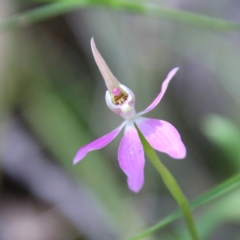 Caladenia carnea (Pink fingers) at Stromlo, ACT - 17 Oct 2021 by LisaH