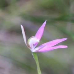 Caladenia carnea at Stromlo, ACT - suppressed