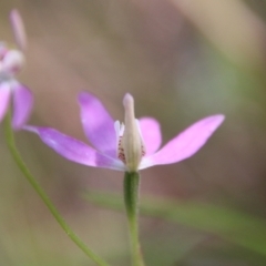 Caladenia carnea at Stromlo, ACT - suppressed