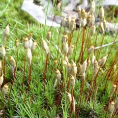 Polytrichaceae sp. (family) (A moss) at Bruce Ridge to Gossan Hill - 15 Oct 2021 by JanetRussell