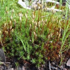 Polytrichaceae sp. (family) at Bruce, ACT - 16 Oct 2021 09:15 AM