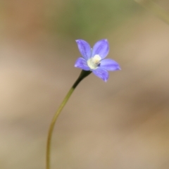 Wahlenbergia multicaulis (Tadgell's Bluebell) at Stromlo, ACT - 17 Oct 2021 by LisaH