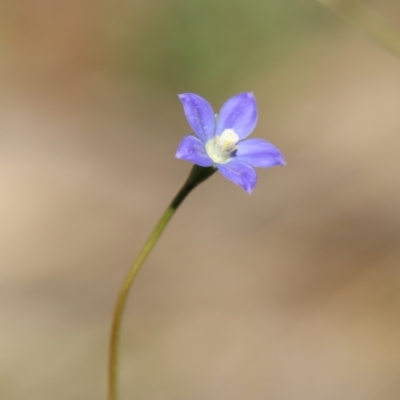 Wahlenbergia multicaulis (Tadgell's Bluebell) at Stromlo, ACT - 17 Oct 2021 by LisaH