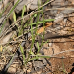 Wahlenbergia multicaulis at Stromlo, ACT - 17 Oct 2021