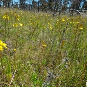 Bulbine bulbosa at Throsby, ACT - 17 Oct 2021