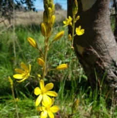 Bulbine bulbosa at Throsby, ACT - 17 Oct 2021