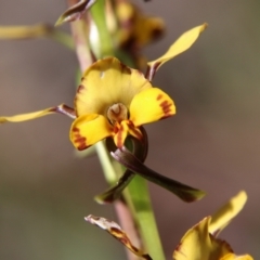 Diuris semilunulata (Late Leopard Orchid) at Block 402 - 17 Oct 2021 by LisaH