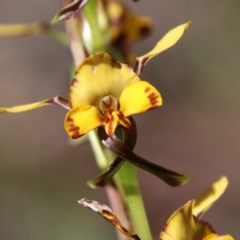 Diuris semilunulata (Late Leopard Orchid) at Molonglo Valley, ACT - 17 Oct 2021 by LisaH