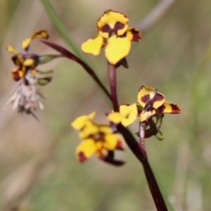 Diuris semilunulata at Molonglo Valley, ACT - 17 Oct 2021