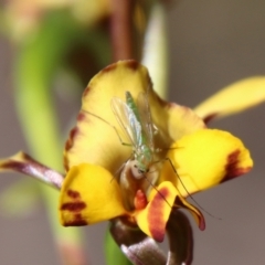 Chironomidae (family) (Non-biting Midge) at Block 402 - 17 Oct 2021 by LisaH