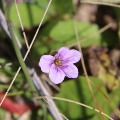 Erodium brachycarpum (Heronsbill) at Block 402 - 17 Oct 2021 by LisaH