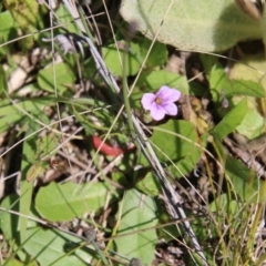 Erodium brachycarpum at Stromlo, ACT - 17 Oct 2021