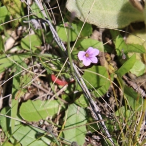 Erodium brachycarpum at Stromlo, ACT - 17 Oct 2021