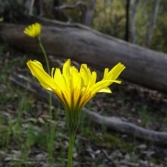 Microseris walteri (Yam Daisy, Murnong) at Bruce, ACT - 15 Oct 2021 by JanetRussell