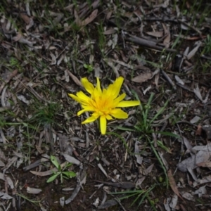 Microseris walteri at Bruce, ACT - 16 Oct 2021