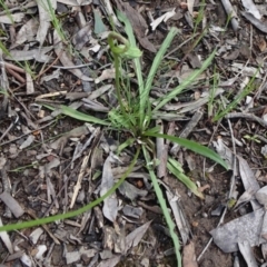 Microseris walteri at Bruce, ACT - 16 Oct 2021 09:46 AM