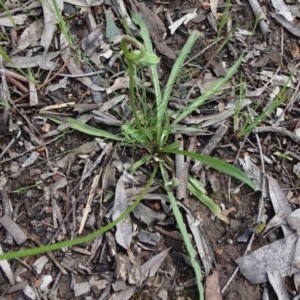 Microseris walteri at Bruce, ACT - 16 Oct 2021