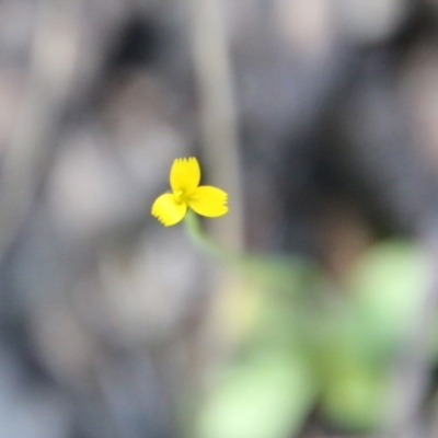 Unidentified Daisy at Stromlo, ACT - 17 Oct 2021 by LisaH