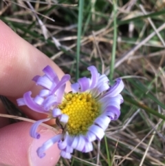 Brachyscome spathulata (Coarse Daisy, Spoon-leaved Daisy) at Mount Clear, ACT - 17 Oct 2021 by NedJohnston