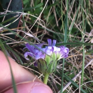 Brachyscome spathulata at Mount Clear, ACT - 17 Oct 2021
