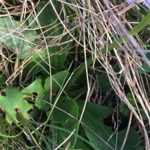 Brachyscome spathulata at Mount Clear, ACT - 17 Oct 2021