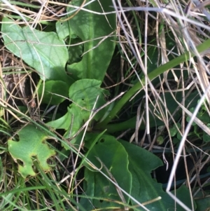 Brachyscome spathulata at Mount Clear, ACT - 17 Oct 2021