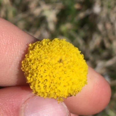 Craspedia variabilis (Common Billy Buttons) at Mount Clear, ACT - 16 Oct 2021 by Ned_Johnston