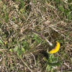 Craspedia variabilis at Mount Clear, ACT - suppressed