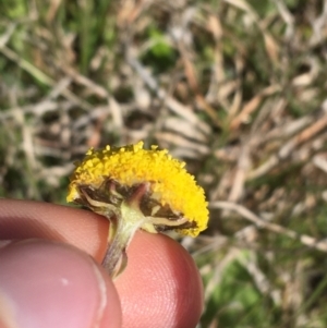 Craspedia variabilis at Mount Clear, ACT - suppressed