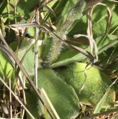 Craspedia variabilis at Mount Clear, ACT - suppressed