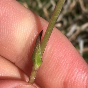 Craspedia variabilis at Mount Clear, ACT - suppressed