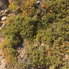 Dillwynia prostrata (Matted Parrot-pea) at Mount Clear, ACT - 16 Oct 2021 by NedJohnston