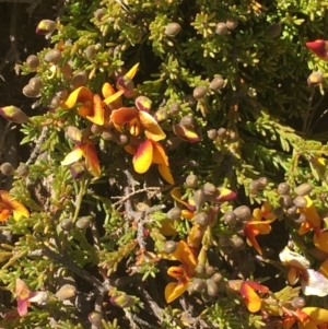 Dillwynia prostrata at Mount Clear, ACT - 17 Oct 2021