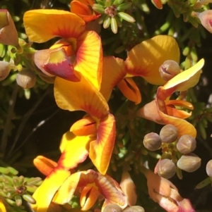 Dillwynia prostrata at Mount Clear, ACT - 17 Oct 2021