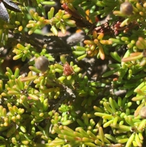 Dillwynia prostrata at Mount Clear, ACT - 17 Oct 2021 10:18 AM