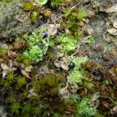 Fossombronia sp. (genus) (A leafy liverwort) at Bruce, ACT - 16 Oct 2021 by JanetRussell