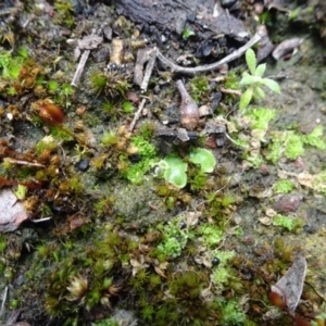 Fossombronia sp. (genus) at Bruce, ACT - 16 Oct 2021