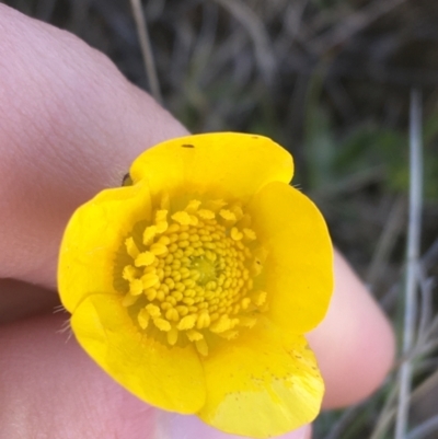 Ranunculus lappaceus (Australian Buttercup) at Namadgi National Park - 16 Oct 2021 by Ned_Johnston